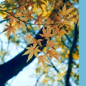 Governance – Sustainability